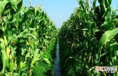 【成熟】玉米成熟期虫害如何防治？