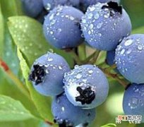 【肥料】蓝莓施用怎么样的肥料？蓝莓的施肥