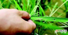 【防治】水稻卷叶虫的防治方法