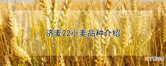 【品种】济麦22小麦品种介绍