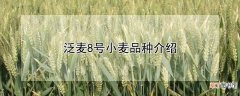【品种】泛麦8号小麦品种介绍