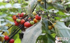 【种植】袖珍茄子如何种植？袖珍茄子越冬栽培技术