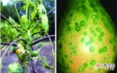 【花】木瓜花叶病毒病的防治方法