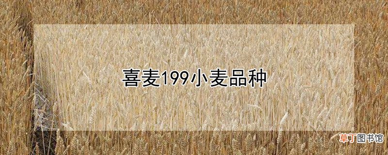 【品种】喜麦199小麦品种