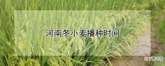 【小麦】河南冬小麦播种时间