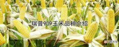 【品种】瑞普909玉米品种介绍