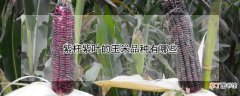 【品种】紫杆紫叶的玉米品种有哪些
