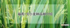 【品种】福高1号小麦种品种介绍
