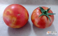 【西红柿】西红柿着色不良怎么办？
