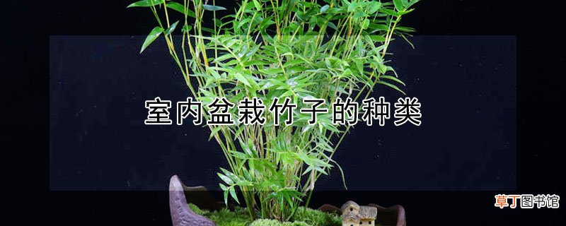 【盆栽】室内盆栽竹子的种类