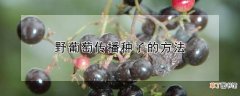 【播种】野葡萄传播种子的方法