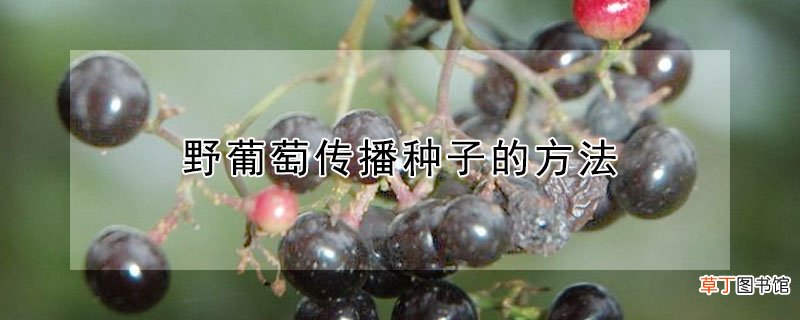 【播种】野葡萄传播种子的方法