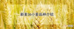【品种】新麦36小麦品种介绍