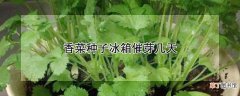 【香菜】香菜种子冰箱催芽几天