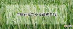 【品种】丰德存麦20小麦品种介绍