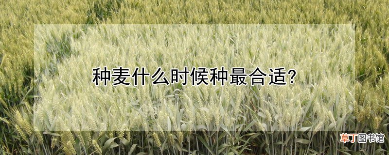 【花卉大全】种麦什么时候种最合适？