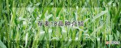 【品种】存麦18品种介绍