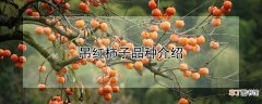 【品种】吊红柿子品种介绍