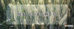 【品种】珍麦3号小麦品种介绍