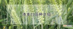 【品种】洛麦23品种介绍