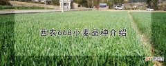 【品种】西农668小麦品种介绍