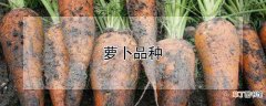【品种】萝卜品种