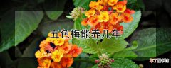 【花卉大全】五色梅能养几年