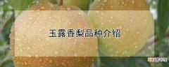 【香】玉露香梨品种介绍
