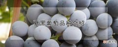 【品种】夏黑葡萄品种介绍