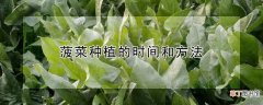 【种植】菠菜种植的时间和方法