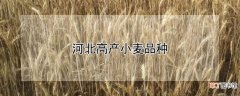 【高产】河北高产小麦品种