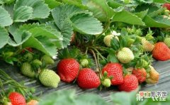 【种植】草莓如何种植？草莓“六改”栽培技术