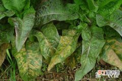 【常见】菊科绿叶蔬菜常见病害及其防治方法