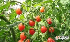 【原因】西红柿叶片卷曲的原因与防治方法