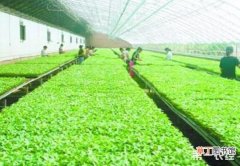 【种植】工厂化芽苗蔬菜种植的准备工作和种植技术