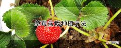 【盆栽】草莓盆栽种植方法