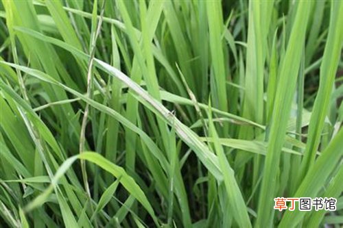 【种植】水稻种植什么时候喷药效果好？