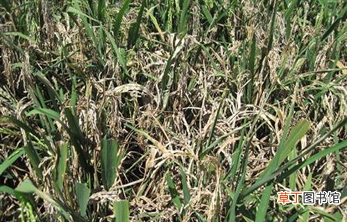 【种植】水稻种植什么时候喷药效果好？