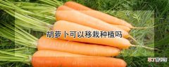 【萝卜】胡萝卜可以移栽种植吗？