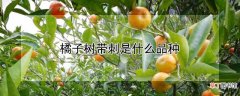 【树】橘子树带刺是什么品种