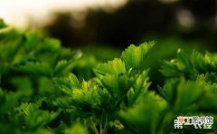 【季节】如何提高芹菜的产量？芹菜反季节高产软化栽培技术