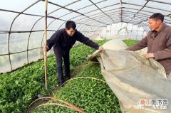 【蔬菜】大棚蔬菜冻害预防方法，冬季大棚蔬菜种植病虫害防治