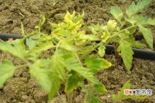 【种植】蔬菜种植生理病害：蔬菜叶缘发黄的原因及防治方法