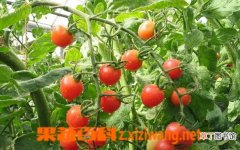 【保鲜】番茄保鲜术的功效与作用