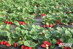 【番茄】日光温室草莓套种番茄种植技术