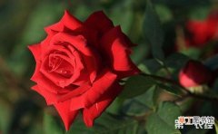 【玫瑰】月季和玫瑰有什么区别？月季和玫瑰的区别介绍