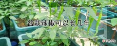 【辣椒】盆栽辣椒可以长几年