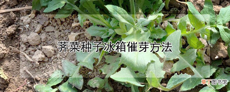 【方法】荠菜种子冰箱催芽方法
