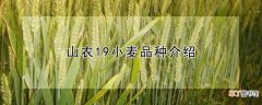 【品种】山农19小麦品种介绍