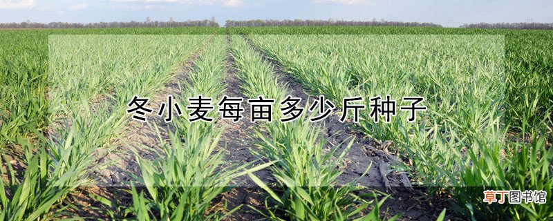 【多】冬小麦每亩多少斤种子
